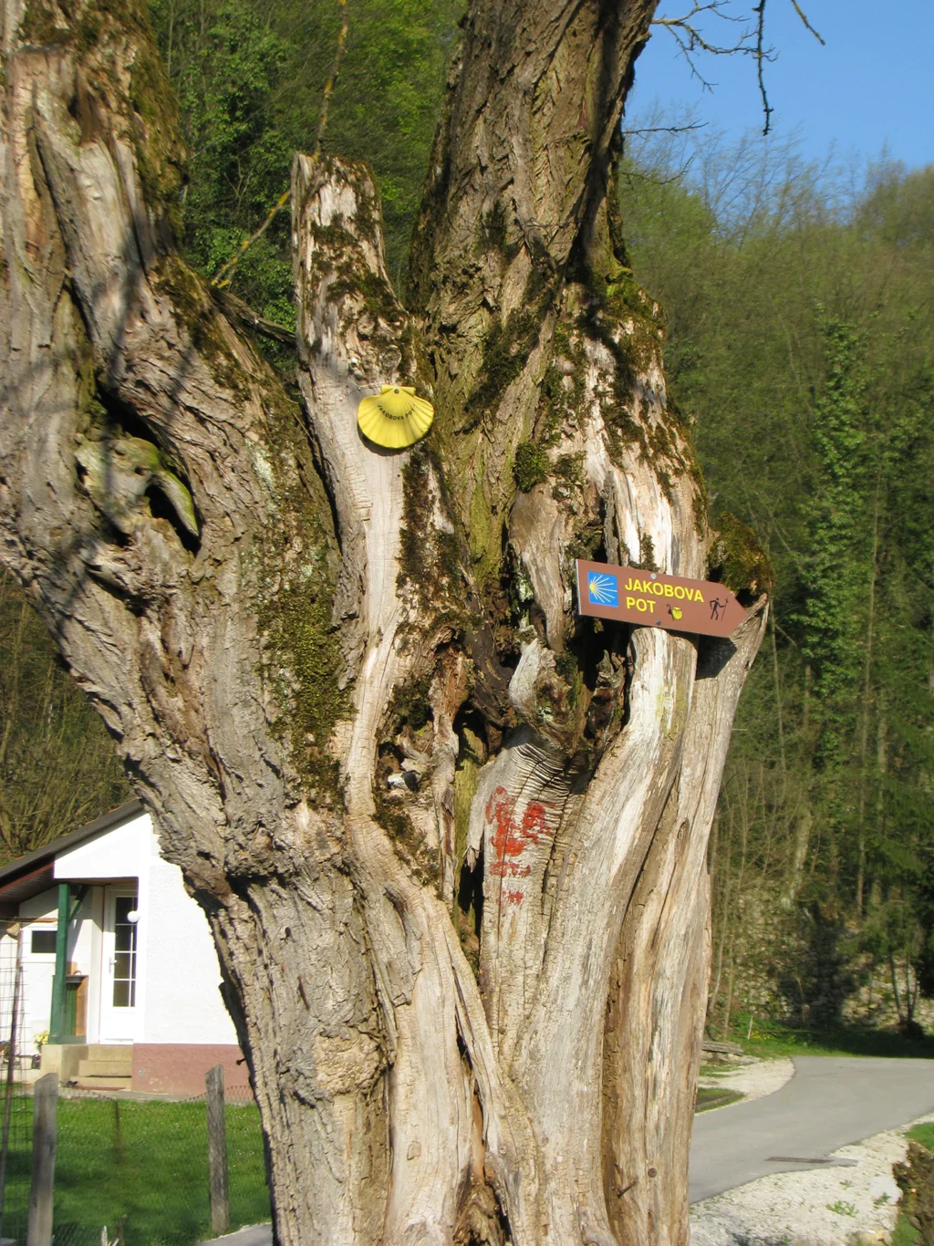 Oznaka Jakobove poti na drevesu na Dolenjski