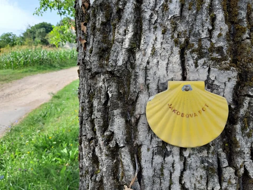 Rumena Jakobova školjka na drevesu ob poti skozi zeleno pokrajino